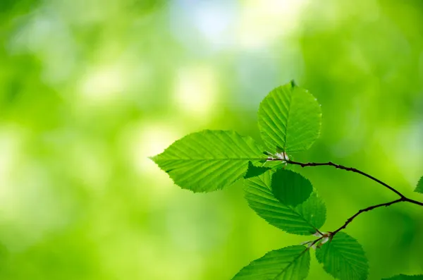 Hojas verdes — Foto de Stock