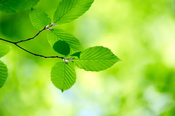 Groene bladeren — Stockfoto