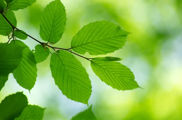 Hojas verdes — Foto de Stock