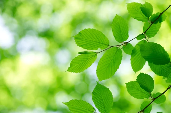 Hojas verdes — Foto de Stock