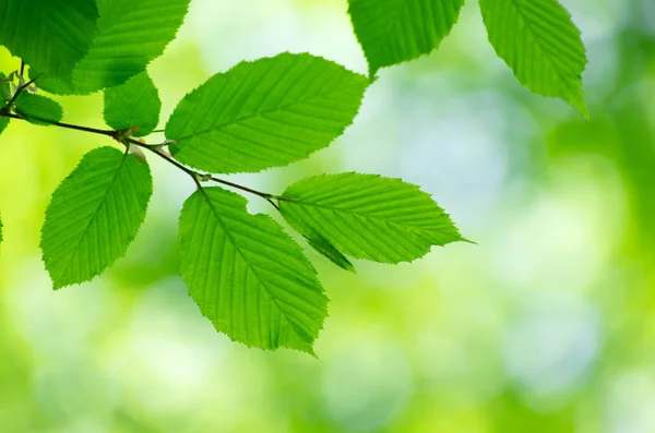 Hojas verdes — Foto de Stock