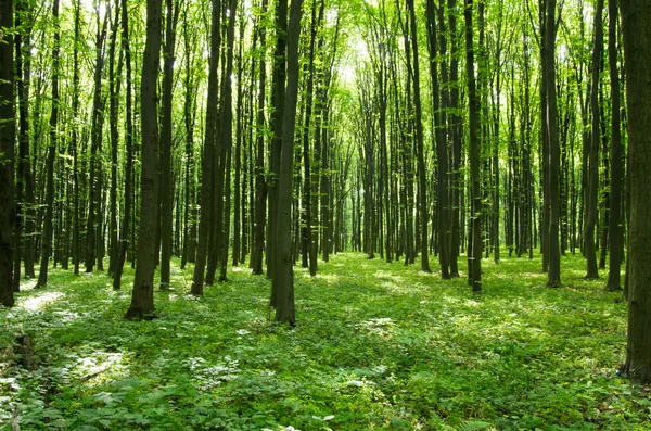 Floresta — Fotografia de Stock