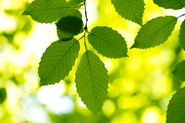 Groene bladeren — Stockfoto