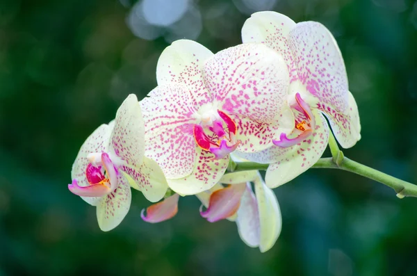 Orchidee — Stockfoto