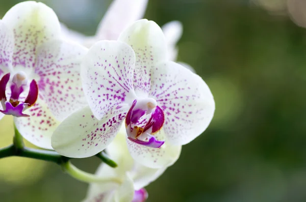 Orchidea — Foto Stock