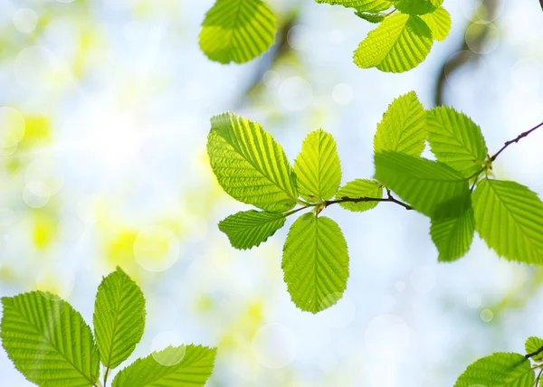 Groene bladeren — Stockfoto