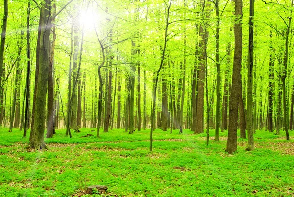 Skog — Stockfoto