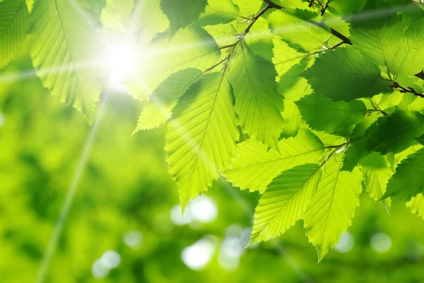 Groene bladeren — Stockfoto