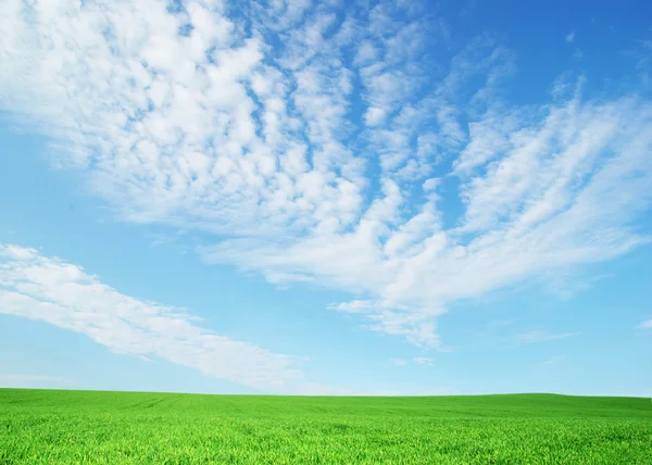 Campo — Foto de Stock