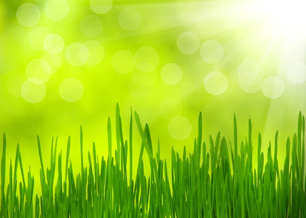 Green grass — Stock Photo, Image