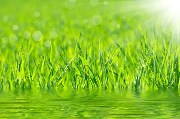 Grass — Stock Photo, Image