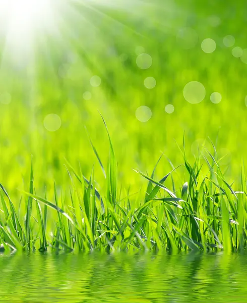 Grass background — Stock Photo, Image