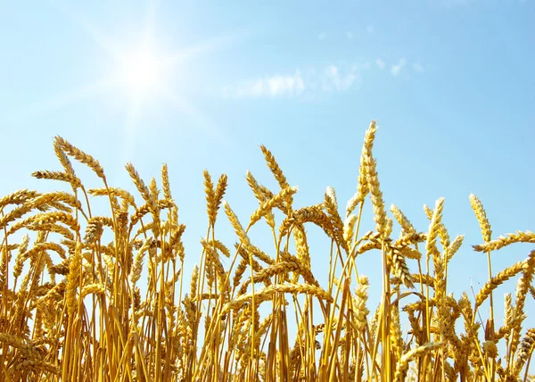 小麦と空 — ストック写真