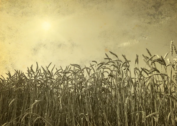 Weizen und Himmel — Stockfoto