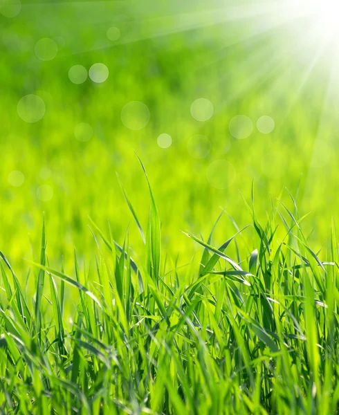 Grass background — Stock Photo, Image