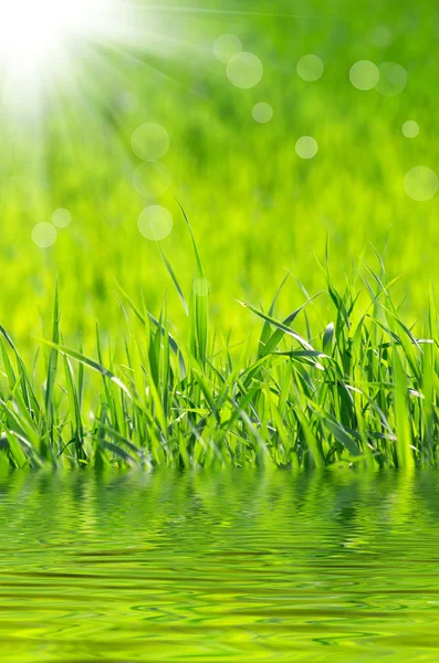 Grass background — Stock Photo, Image