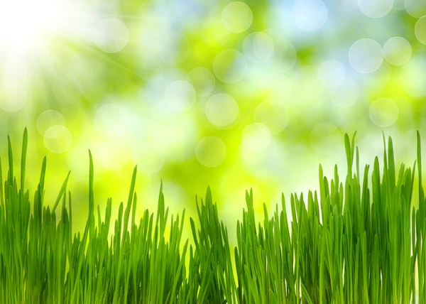 Groen gras — Stockfoto