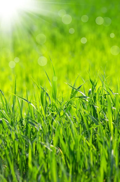 Gras achtergrond — Stockfoto