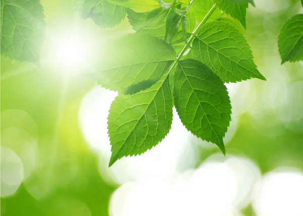 Groene bladeren — Stockfoto