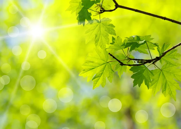 Gröna blad — Stockfoto