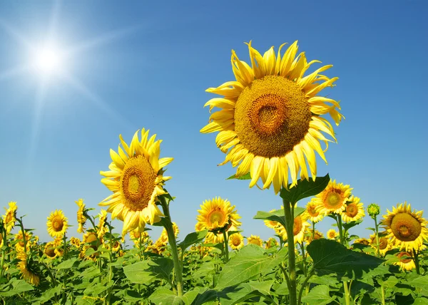 Girasoli — Foto Stock