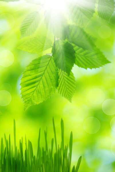 зеленые листья