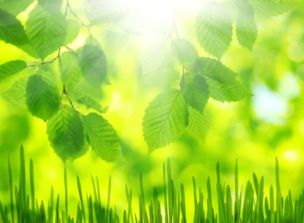 Green leaves — Stock Photo, Image