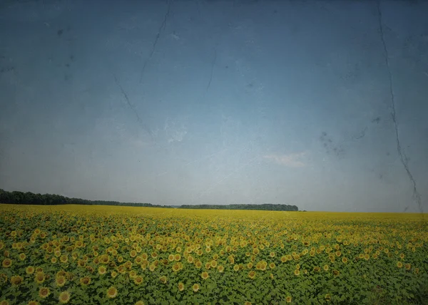 Grunge de campo — Fotografia de Stock