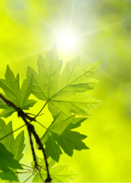 Green leaves — Stock Photo, Image