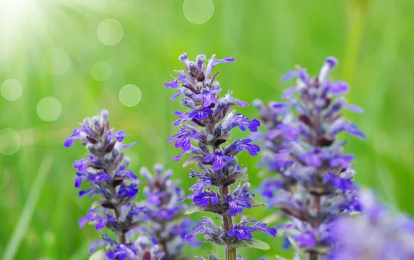 Flores de flor — Fotografia de Stock