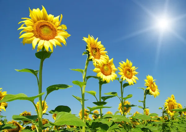 Sunflowers — Stock Photo, Image