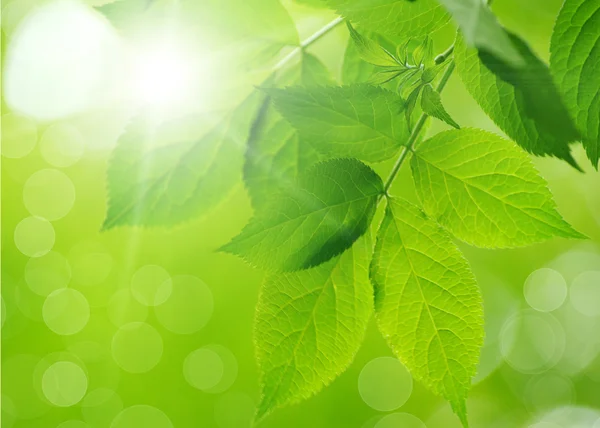 Groene bladeren — Stockfoto