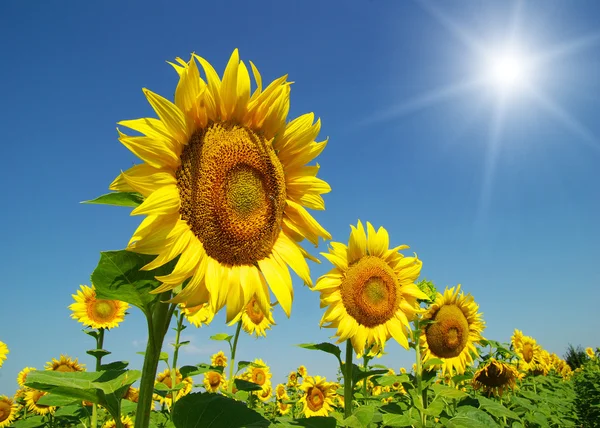 Girasoli — Foto Stock