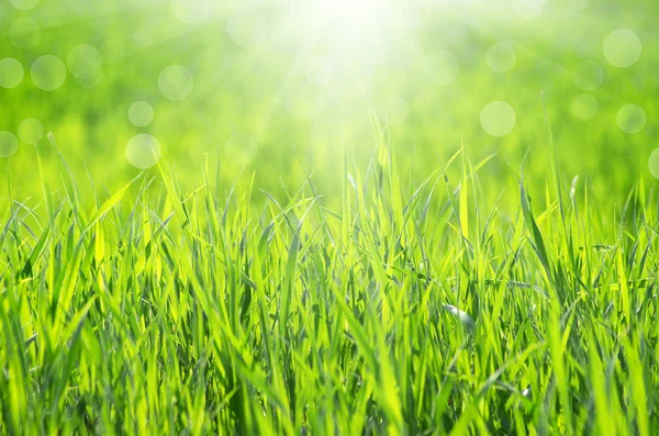 Groen gras — Stockfoto