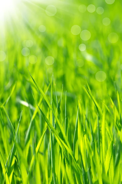 Green grass — Stock Photo, Image