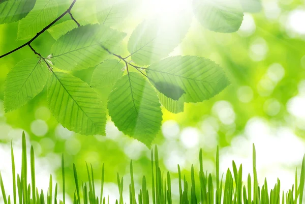 Gröna blad — Stockfoto