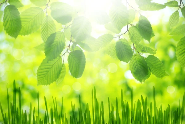 Green leaves — Stock Photo, Image