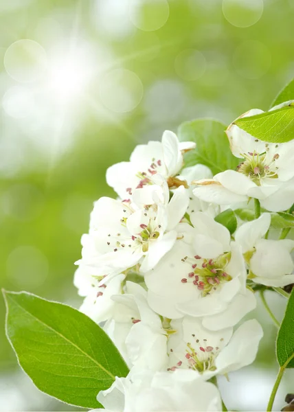 Flores — Fotografia de Stock