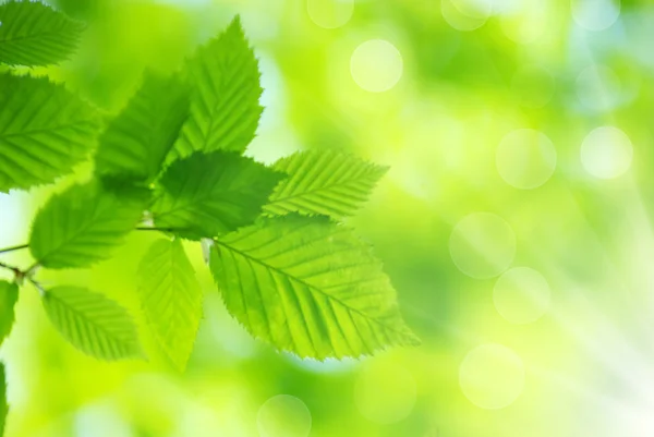 Groene bladeren — Stockfoto