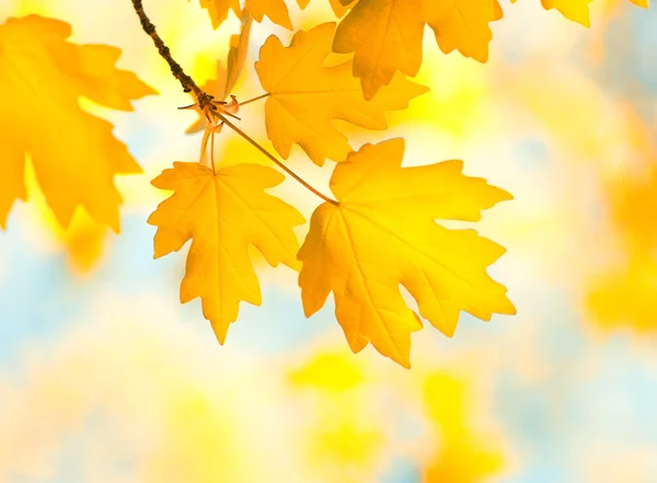 Autumn — Stock Photo, Image