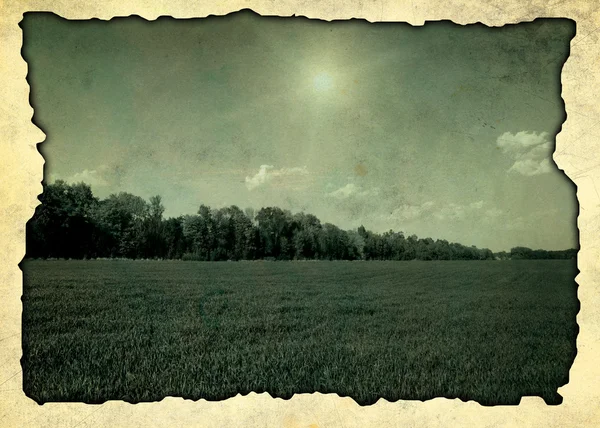 Grünes Gras — Stockfoto