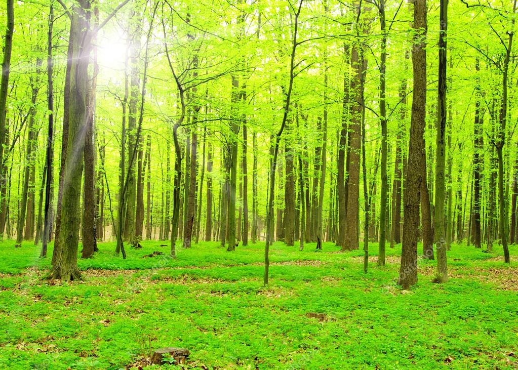 Foret Image Libre De Droit Par Marisha5 C