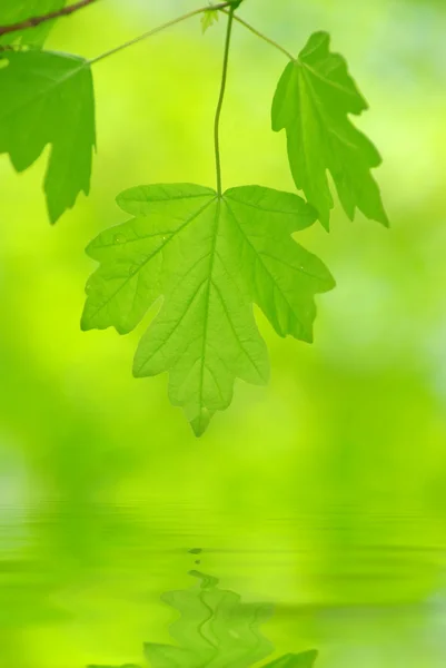 Green leaves — Stock Photo, Image