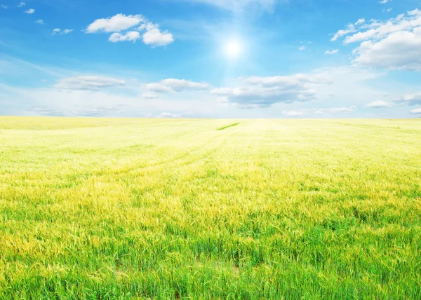 Wheat — Stock Photo, Image