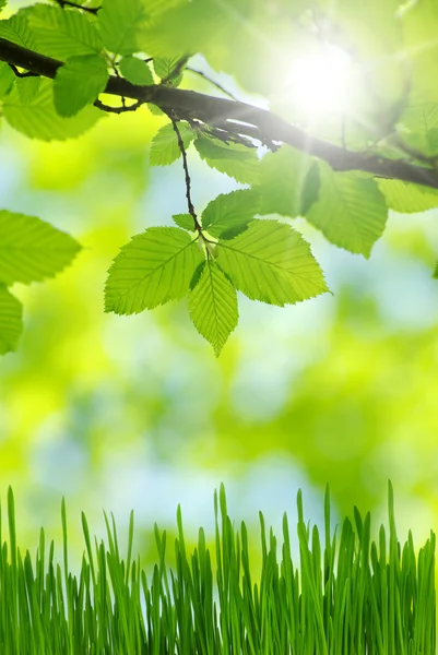 green leaves