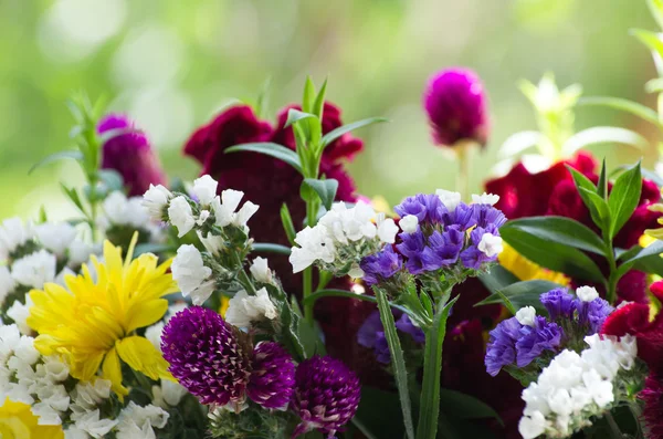 Flowers — Stock Photo, Image