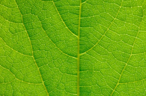 Grönt blad — Stockfoto