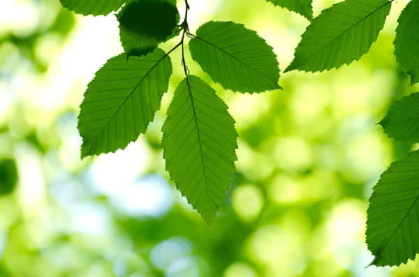 Groene bladeren — Stockfoto