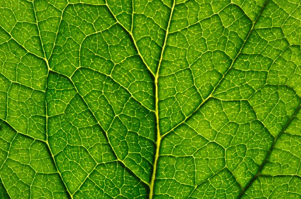 Folha verde como fundo — Fotografia de Stock