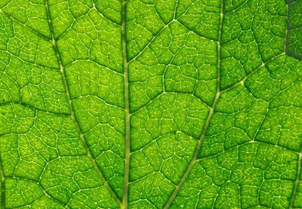 Folha verde — Fotografia de Stock